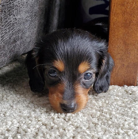 Baby T